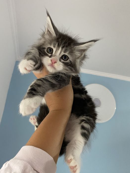 Maine coon kocurek linia shaded czarny z białym i srebrem