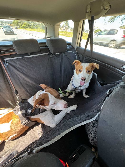 Treinador de Cães | Obediência | Pet Sitting | Passeios