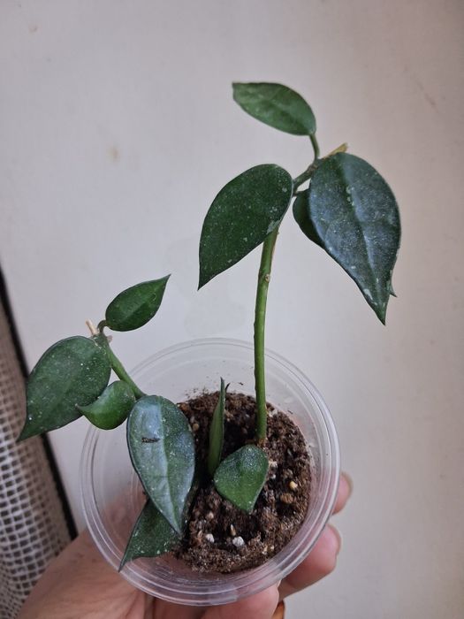 Хойя hoya Macrophylla albomarginata