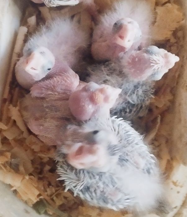 Caturras para domésticar e agaponis