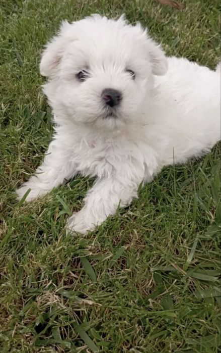 Bichon maltes disponivel