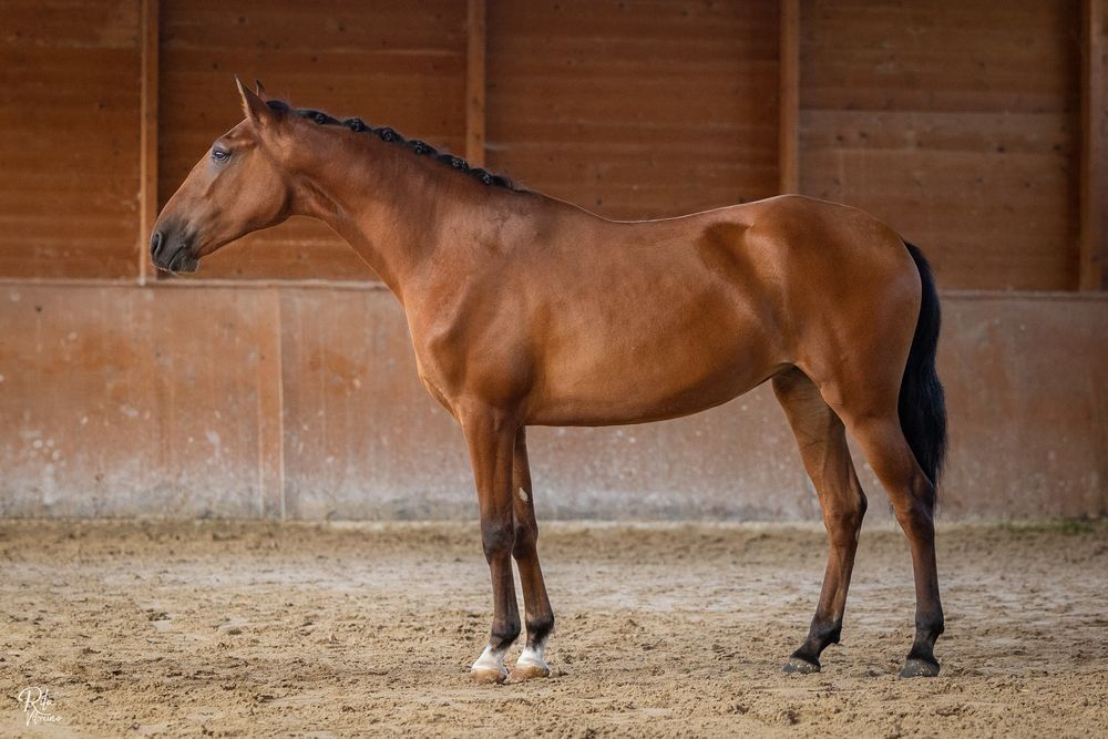 Egua letra R neta do viheste