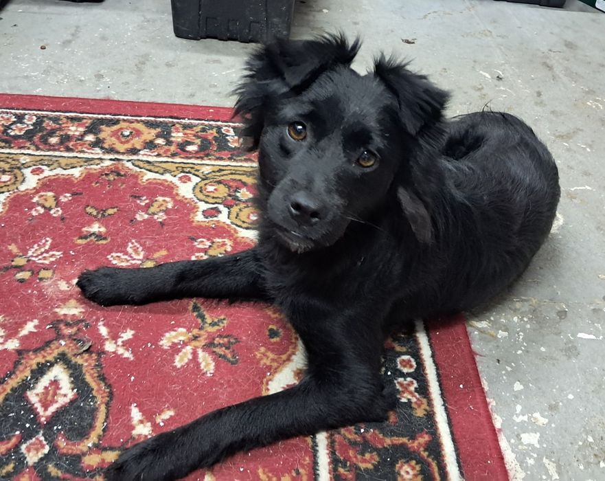 Xena szuka kochającego domku