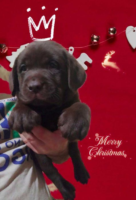 Шоколадні лабрадори документи КСУ-FCI