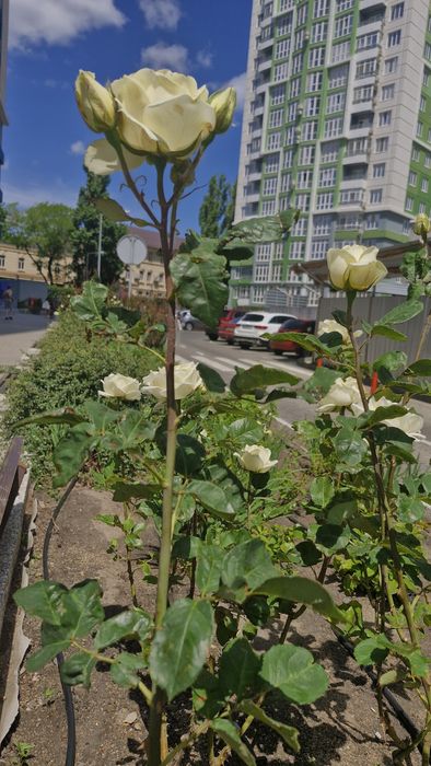 3-rooms apartment apartment by the address (area 100 m²) - Atlanta.ua - photo 21