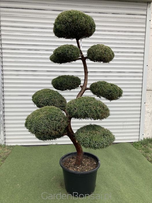 Bonsai z Jałowca "Mint Julep" - Jun. media "Mint Julep" -180 cm