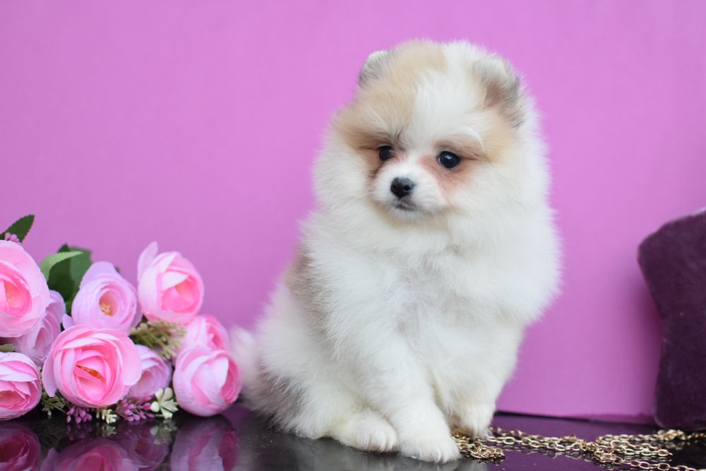 Дівчинке Цукерка шпиць