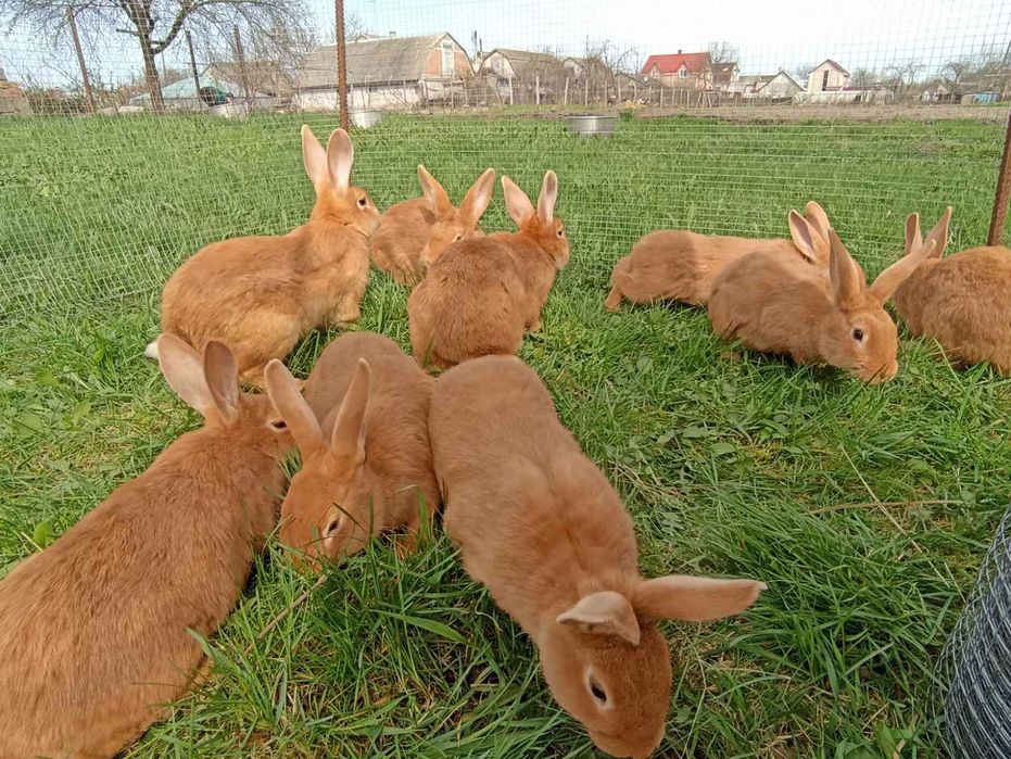 Кролик, кролики, кролі, бургундія