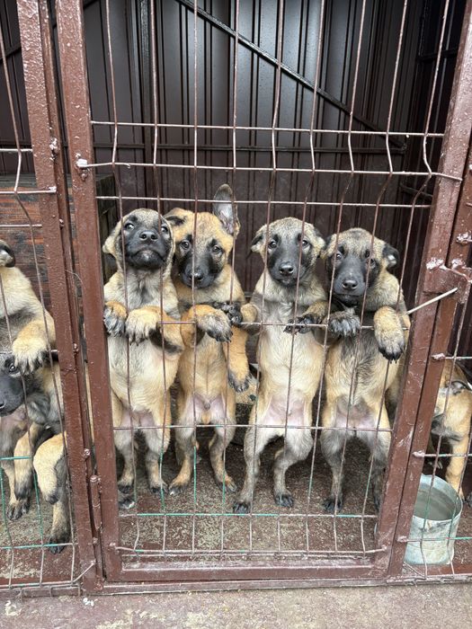 Продам щенят бельгійської вівчарки(малінуа)