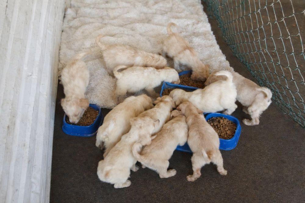 Cachorrinhos para adoção responsável