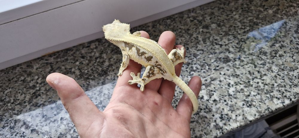 Gekony orzęsione (samice,samce)