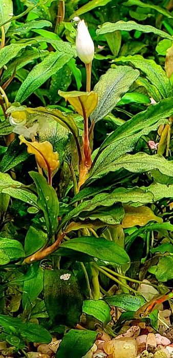 Bucephalandra odporna i prosta w hodowli roślina