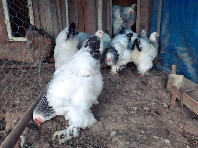 Продаю інкубаційне яйце, Брама фарфорова, лососева, колумбія.