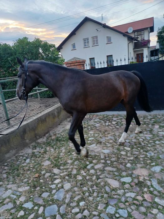 "Sprzedam konia, spokojna klacz (bardzo dobra matka)"