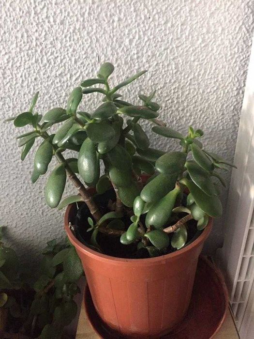 Novas plantas variadas