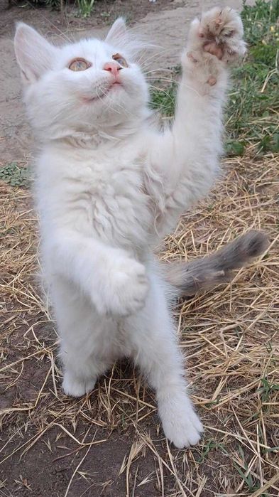 Кошенята в добрі руки