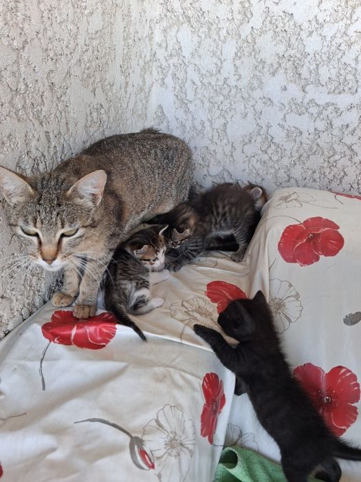Gatos bebés para adoção