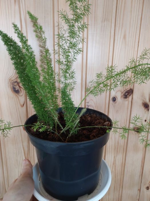 Аспарагус  Майера(Asparagus meyeri)