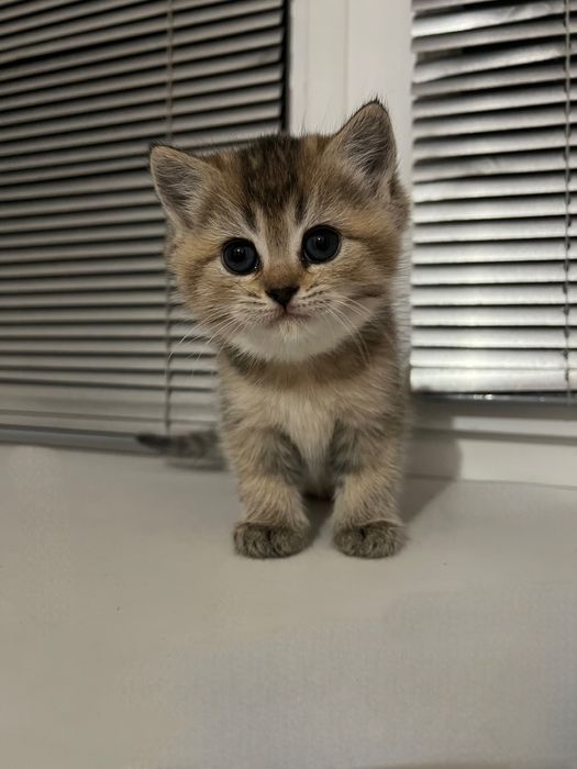 Кошенята шотландські прямовухі