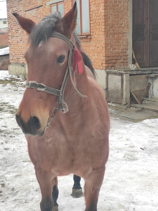 Кобила робоча 9років