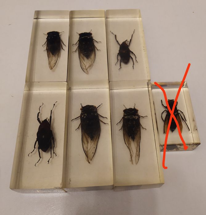 Насекомые в эпоксидной смоле