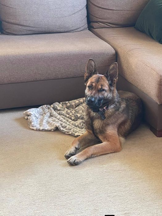 Delikatna Śliwka szuka domu