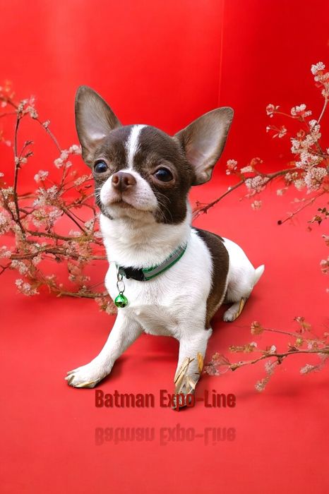 Вязка, чіхуахуа 1,5 кг, білошоколад