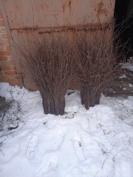 Мітла березова від виробника