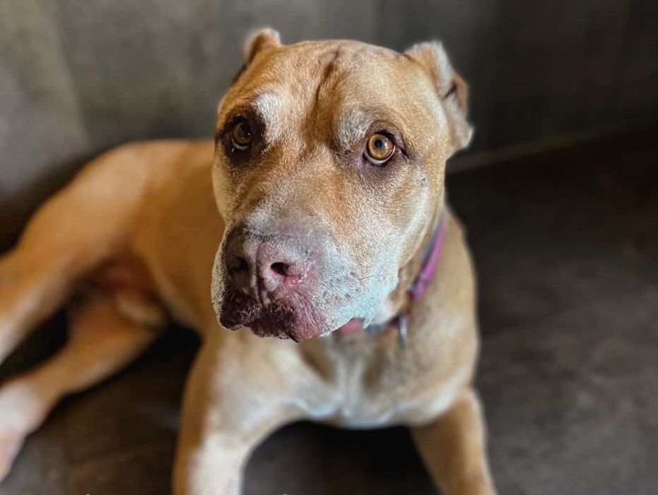 Starszy psiak Mort czeka na swoją szansę!