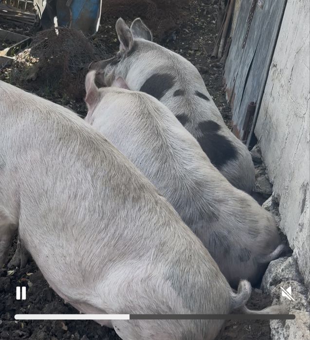 Продамо живою вагою