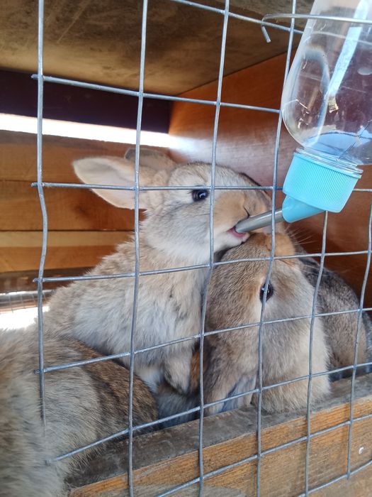 Продам домашніх кроликів