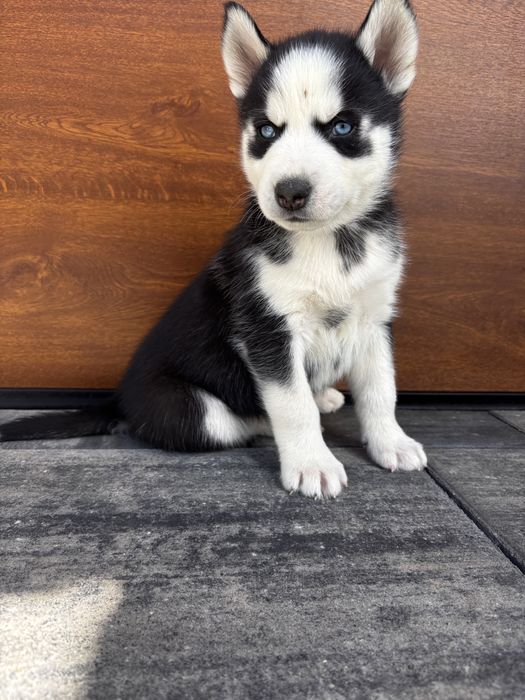Szczeniak Husky – odrobaczony, książeczka zdrowia