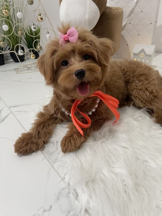 Обіймай і не відпускай  чарівні Помапу тут!