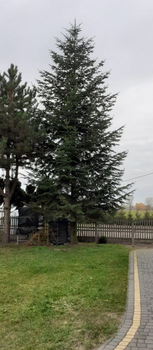 Choinka Jodła 12 metrów wysoka