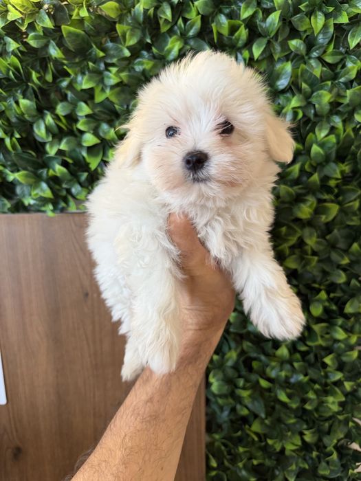 Bichon Maltes Puro