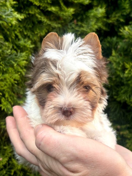 Sunia Yorkshire terrier GOTOWA DO ODBIORU