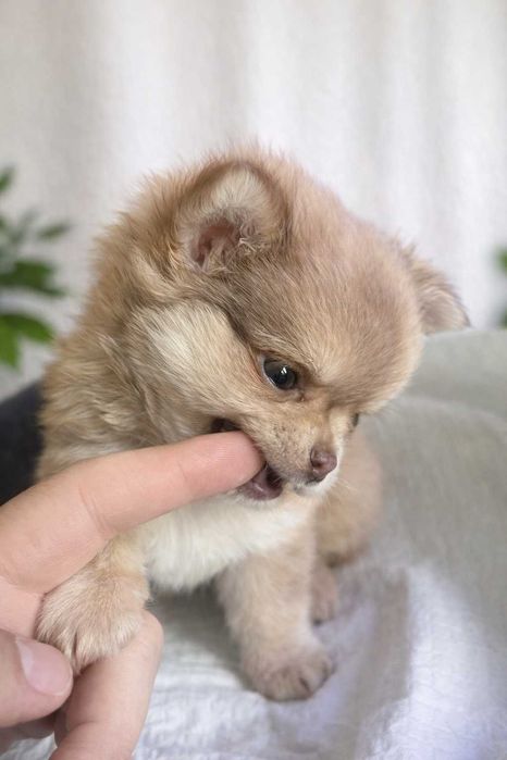 Mini Chihuahua "Karmelek"