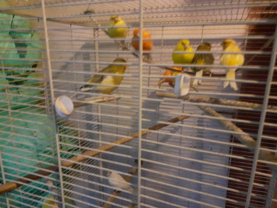 Sprzedam bastardy i kanarki