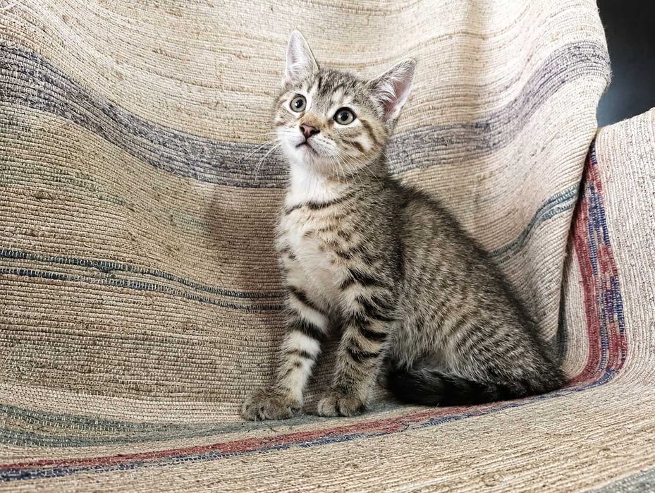 FÊMEA | Gatinha disponível para Adoção Responsável