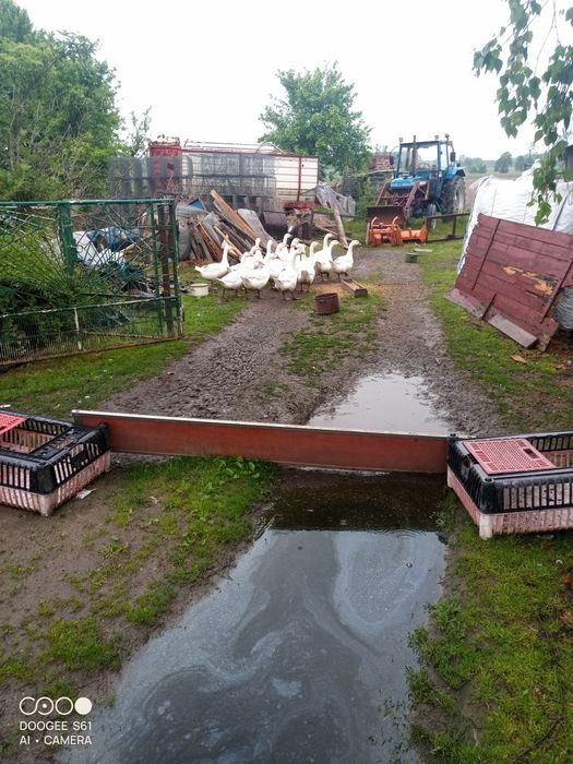 Kurczaki blojlery gęsi kaczki francuskie