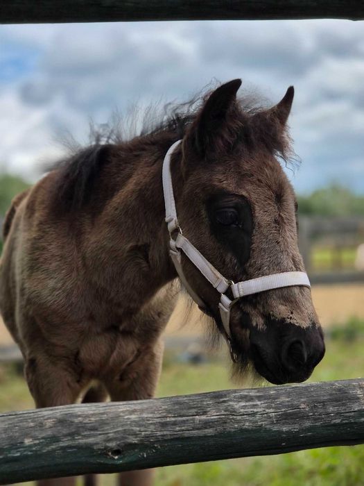 Sprzedam ogierka GRINGO mix kuc szetlandzki  / Irish Cob /Tinker