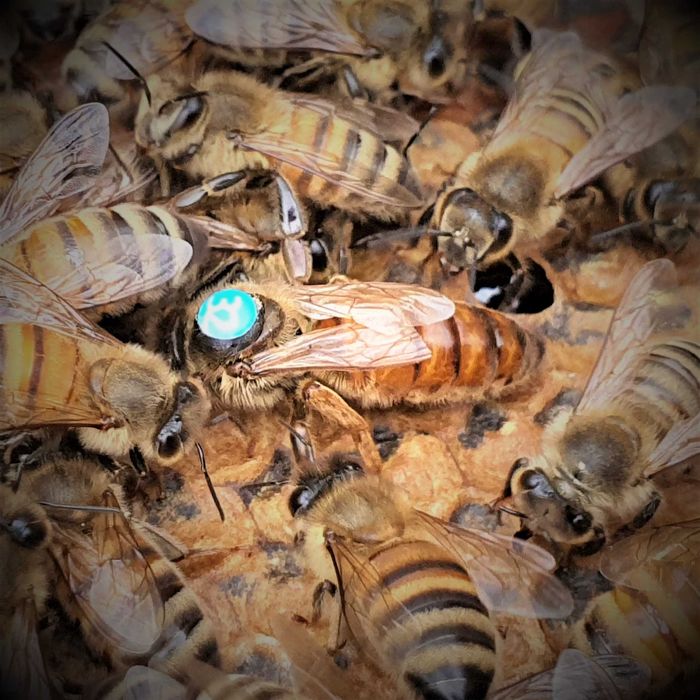 Matki pszczele włoskie NU „MARATONKI” hybr. VSH