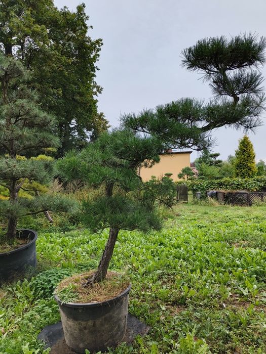 Sosna formowana Bonsai