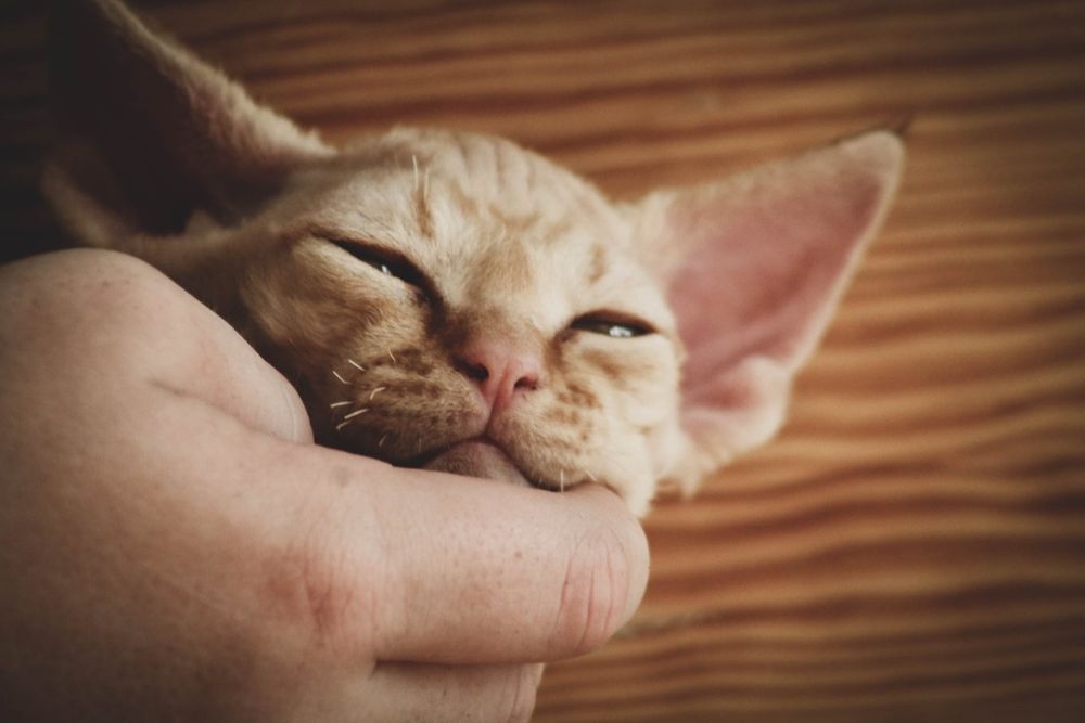 Kocurek Devon rex FPL