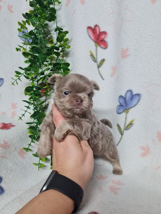 Excecional mini pelo comp Chihuahua/Chiuaua de Qualidad,LinhagemRussa