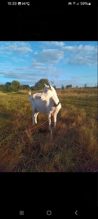 ПРОДАМ КОЗИ (породисті)