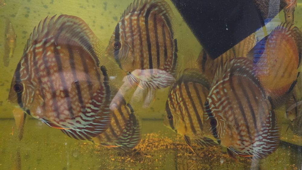 Deskowce/Paletki Weissflog ok 20 szt