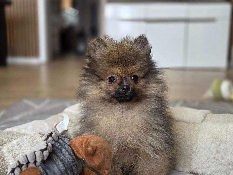 Szpic miniaturowy piesek