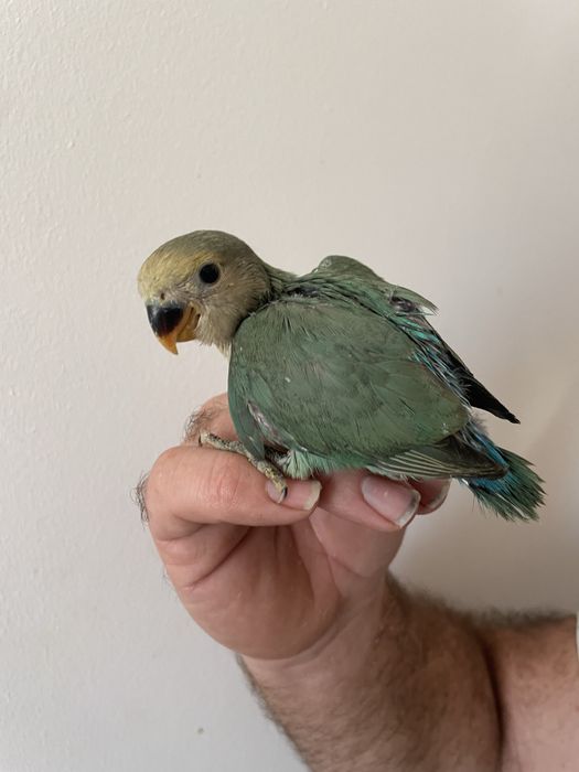 Agrapornis bebe para criar à mao