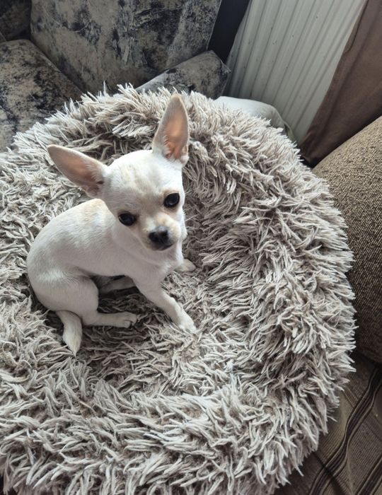 Chihuahua suczka szczeniak